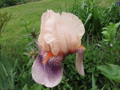 Iris_Color_Carnival_130522.jpg