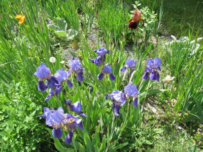 Iris_Schellingstrae_MGP_130521.jpg