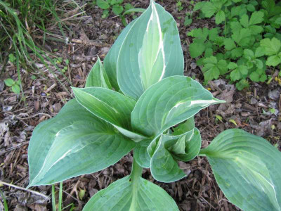 Hosta_Kiwi_Full_Mountain_130513.jpg