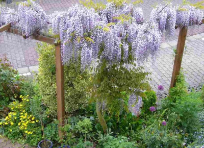 Wisteria.13-1.jpg