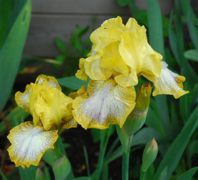 C7109a_Small.jpg