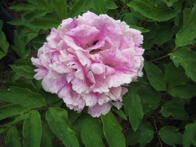 mutterpflanzen_emrich_rockii-hybrid_1_Klein.JPG