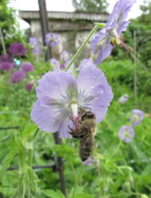 Biene_an_Ger_phaeum_130522.jpg