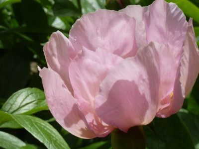 Paeonia_Mai_fleuri_P10606891.jpg