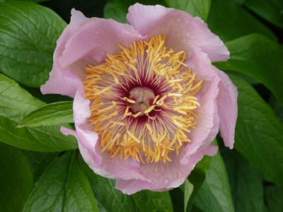 Paeonia_Mai_fleuri_P10606861.jpg