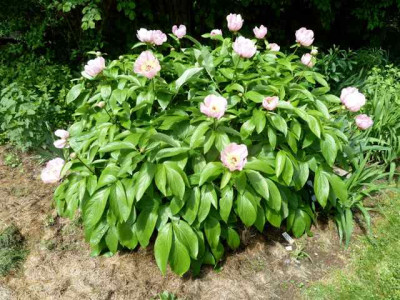 Paeonia_Mai_fleurie_Horst_P10606772.jpg