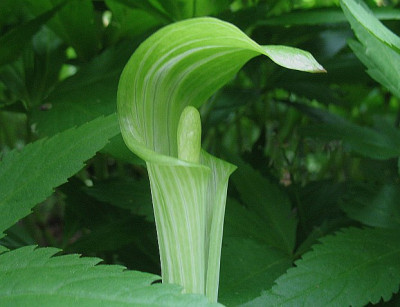 IMG_7903_Arisaema_triphyllum.jpg