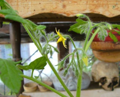 BILD9312.JPG