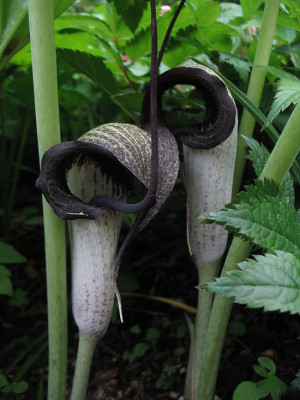 IMG_7898_Arisaema_thunbergii_ssp._urashima.jpg