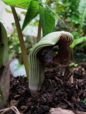 IMG_7896_Arisaema_ringens.jpg