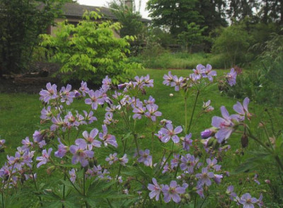 IMG_7863_Geranium_Prelude.jpg