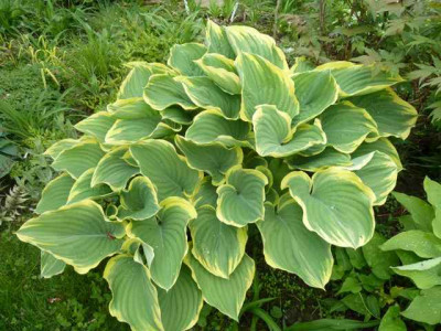 Hosta_Sagae_P10606712.jpg