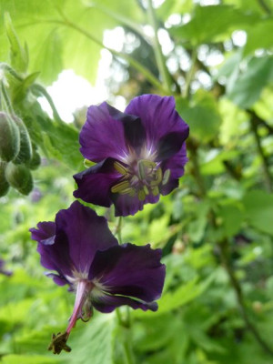 Geranium_Raven_P10606651.jpg