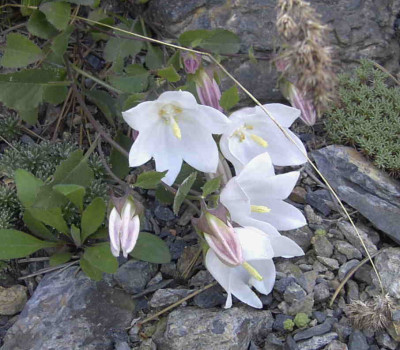 Campanula_choruhensisRimg0588.JPG
