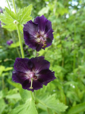 Geranium_Raven_Slg_1_P10606681.jpg
