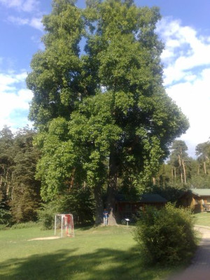 Tulpenbaum_Nahe_Machow1.jpg