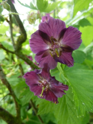 Geranium_Raven_Slg.jpg