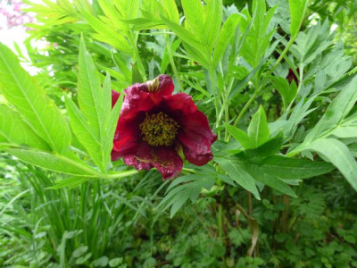 Paeonia_delavayi_fars_2013.jpg