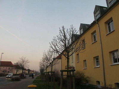 Fraxinus_Meczek_2_ue.jpg