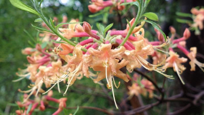 2013-05-19-1509R._austrinum_apricot.jpg
