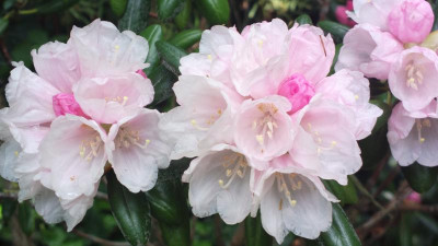 2013-05-23-1530_R._degronianum_ssp._yakushimanum_Koichiro_Nada.jpg
