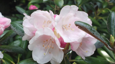 2013-05-23-1531_R._degronianum_ssp._yakushimanum_Exbury_Form.jpg