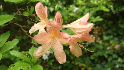 2013-05-23-1532_R.molle_ssp._japonicum_salmon_orange.jpg