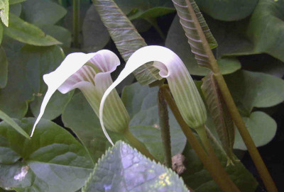 Arisaema_candidissimumRimg0677.JPG
