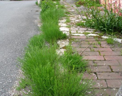 Gypsophila_repens-ax.jpg