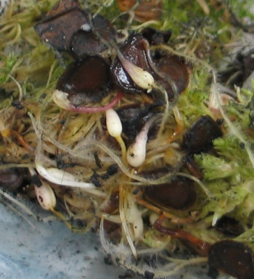 L.tsingtauense2013c.jpg