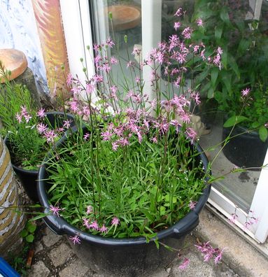 Fritillariakubel2013.jpg