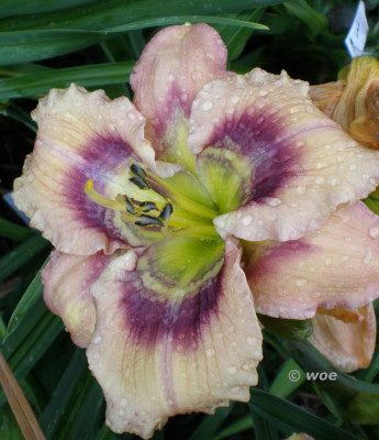 Rings_of_Wonder_2011_80.jpg