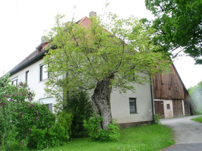 Nubaum-ax.jpg