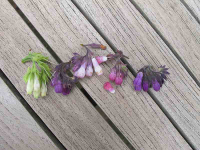 Symphytum_Blueten_24.5.13_.jpg