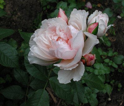 1generous-gardener6.jpg