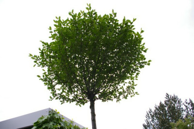 Prunus_fruticosa_globosa.002a.jpg