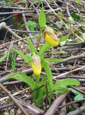 Cyp.-parviflorum-oder.jpg