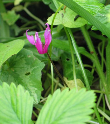 C.repandum-ausgepfl..jpg