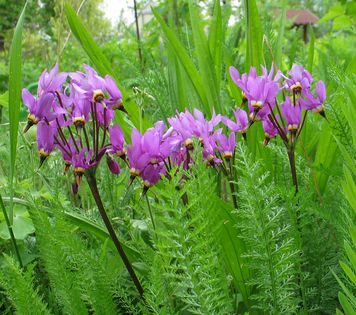Gotterblume-ax.jpg