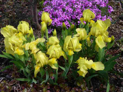 Iris-reichenbachii-12-2a.jpg