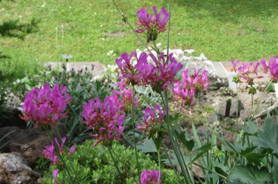 Pelargonium_quercetorum_3.jpg