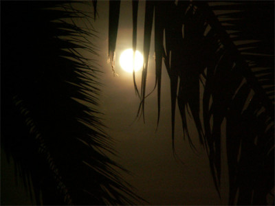 baeume_mallorca_006.jpg