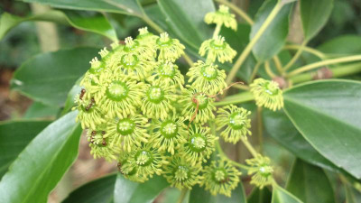 2013-05-24-1573Trochodendron_aralioides.jpg