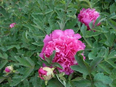 25.05.13_Paeonias_002.JPG
