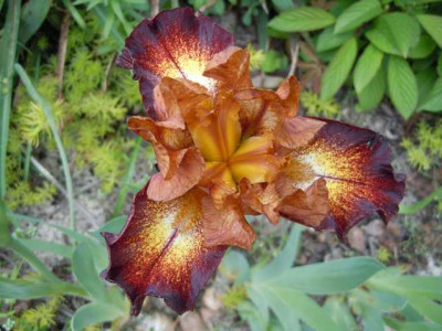 25.05.13_Paeonias_008.JPG