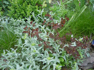 25.05.13_Paeonias_009.JPG