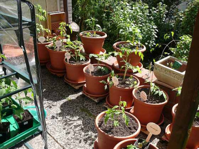 Tomaten_und_mehr_2013-05-17_220.jpg