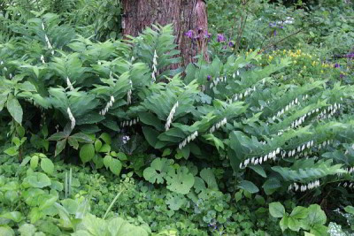IMG_2030_ePolygonatum_odoratum.JPG