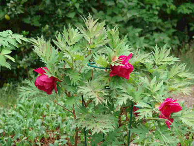 DSC02808-kl.jpg