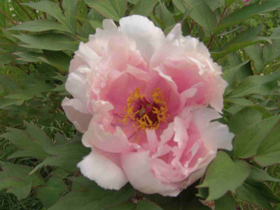 DSC02800-kl.jpg